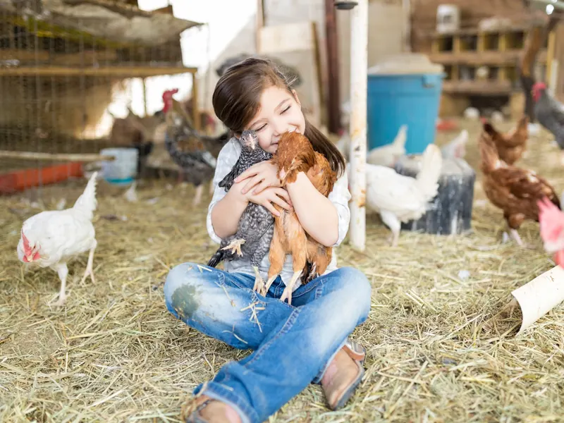 A little girl holding a hen