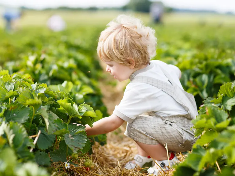Tending the vegetable patch